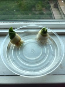  A leek growing in only water